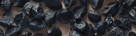 Saving Onion and Shallot Seeds Image